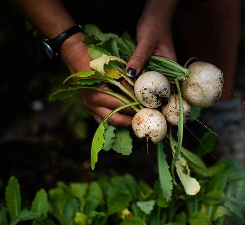 Read article Produce from educational  farm donated to local food banks